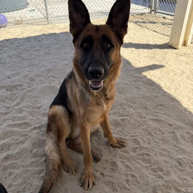 Kassie - German Shepherd Dog