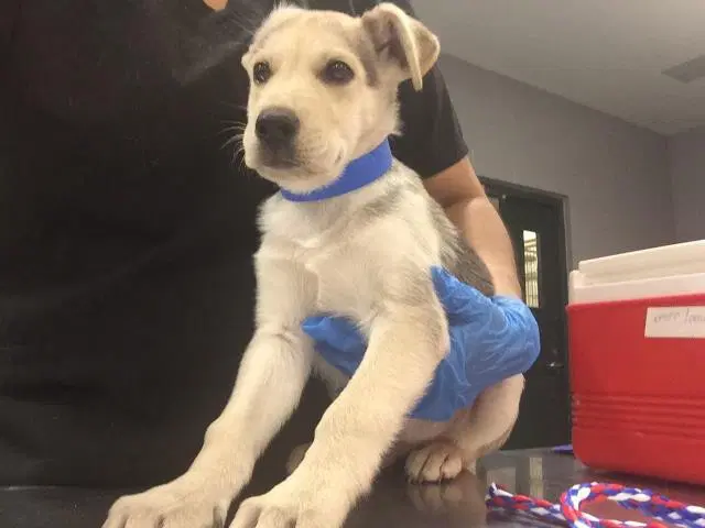 Unknown - German Shepherd Dog