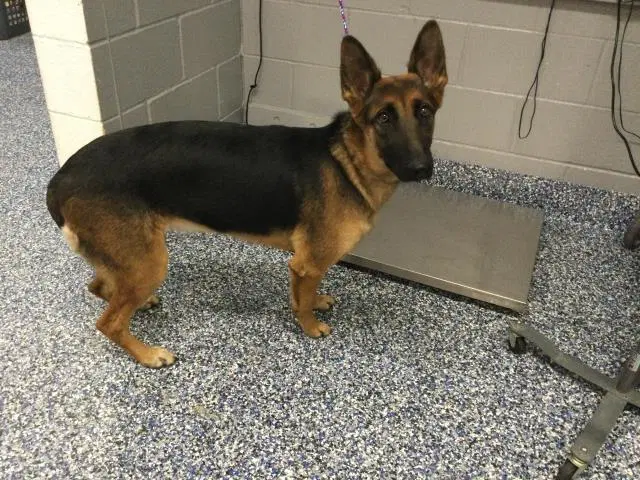 Unknown - German Shepherd Dog