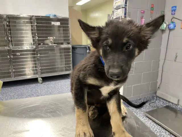 Unknown - German Shepherd Dog
