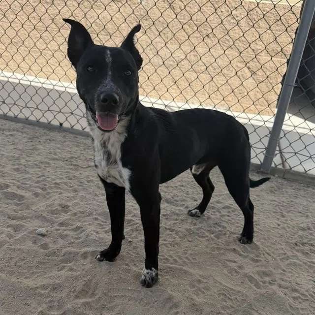 Ronald - Australian Cattle Dog/Blue Heeler