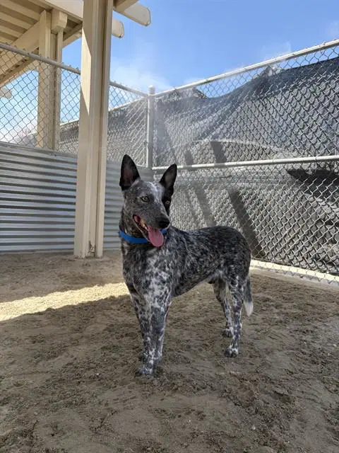 Zurg - Australian Cattle Dog/Blue Heeler