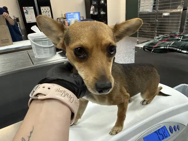 Toby - Chihuahua