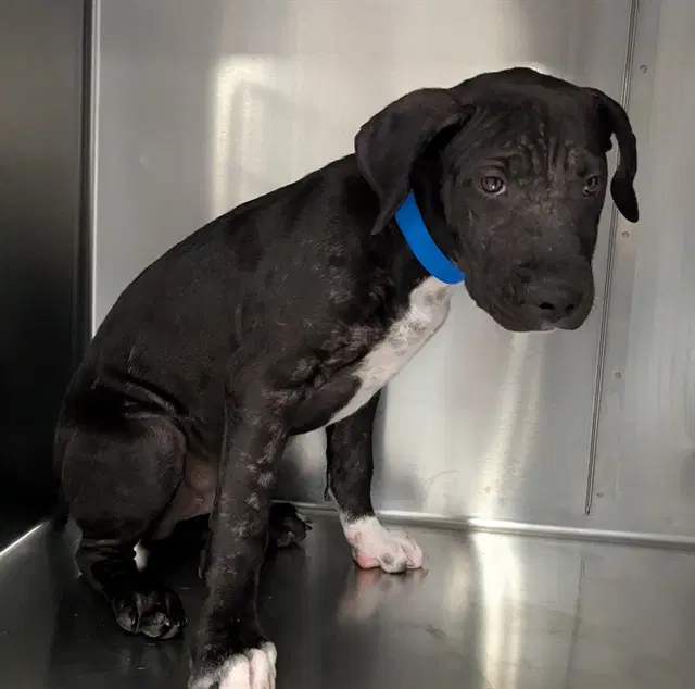 Unknown - Pit Bull Terrier