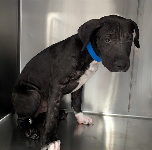 A1936305, a dog for adoption from Riverside County Animal Control - Coachella Shelter