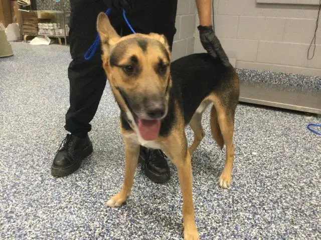 Mercury - German Shepherd Dog