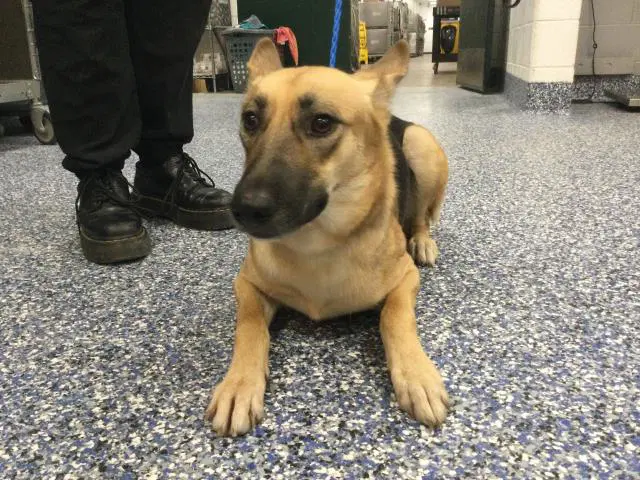 Lou Anne - German Shepherd Dog