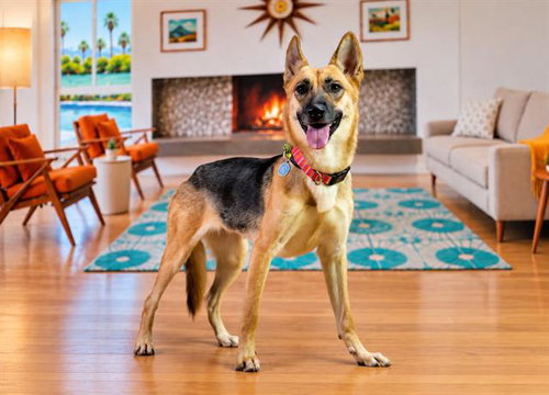 LOU ANNE, a dog for adoption from Riverside County Animal Control - Coachella Shelter