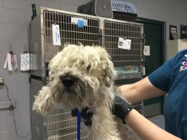 Beau - Terrier