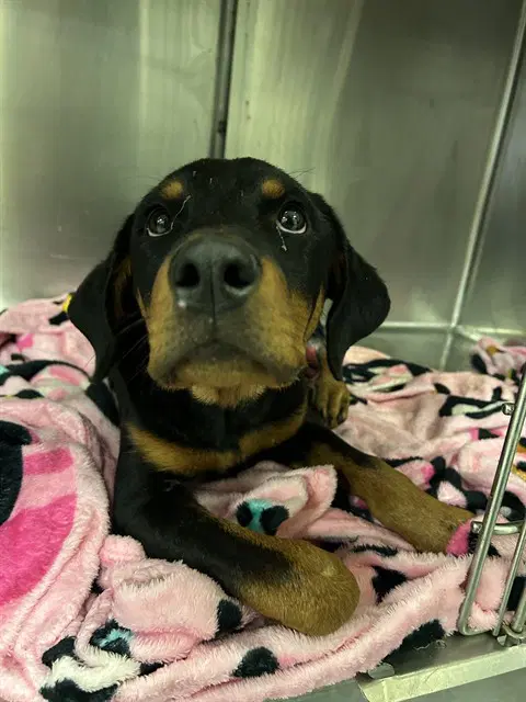 Smokey - Rottweiler