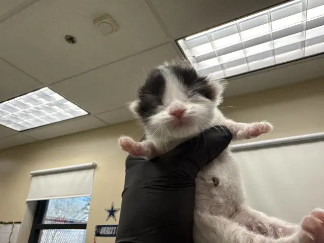 Unknown - Domestic Short Hair