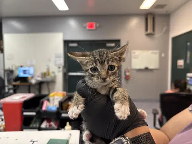 Unknown - Domestic Short Hair