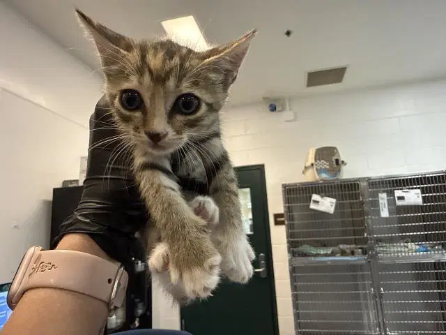 Unknown - Domestic Short Hair