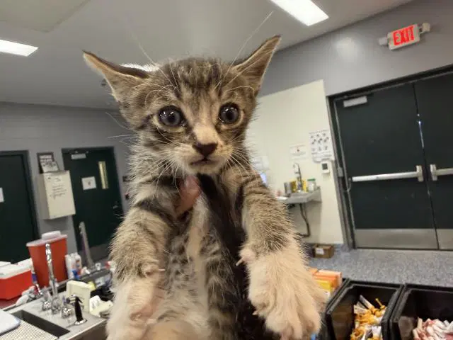 Unknown - Domestic Short Hair