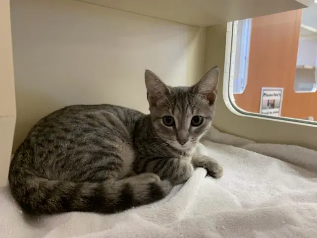 Unknown - Domestic Short Hair