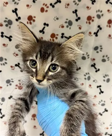 Mason - Domestic Long Hair