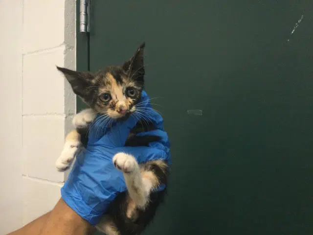 Unknown - Domestic Short Hair