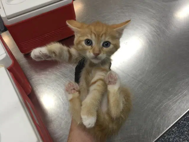 Unknown - Domestic Short Hair