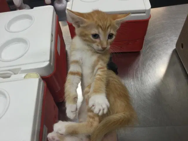 Unknown - Domestic Short Hair