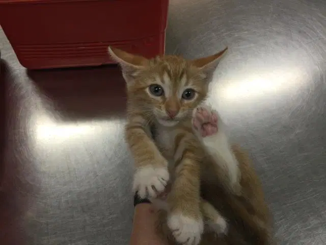 Unknown - Domestic Short Hair