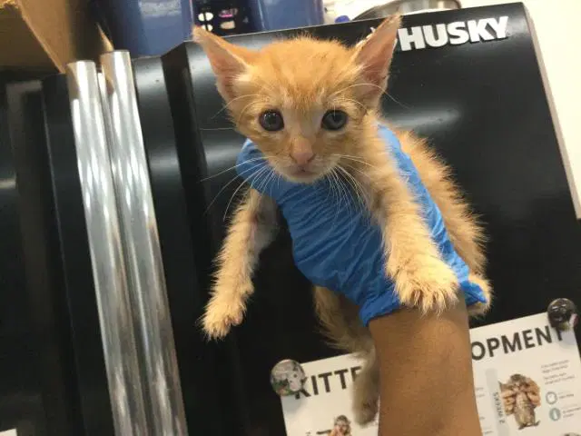 Unknown - Domestic Short Hair