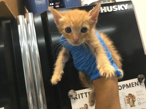 TIMMY, a cat for adoption from Riverside County Animal Control - Coachella Shelter