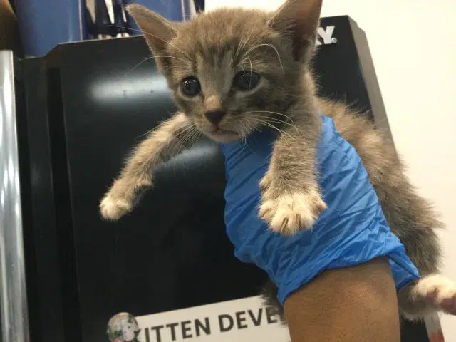 Unknown - Domestic Short Hair