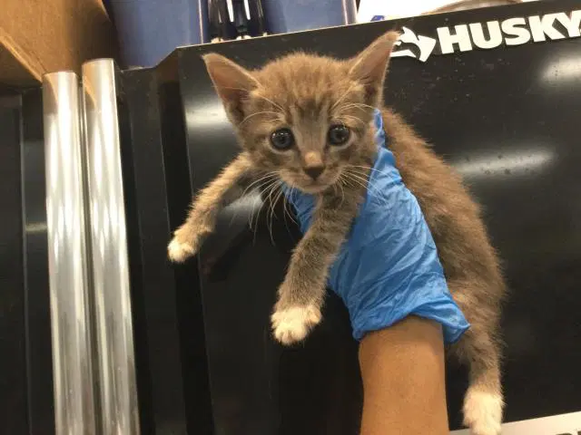 Unknown - Domestic Short Hair