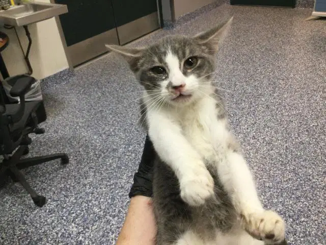 Plumeria - Domestic Short Hair