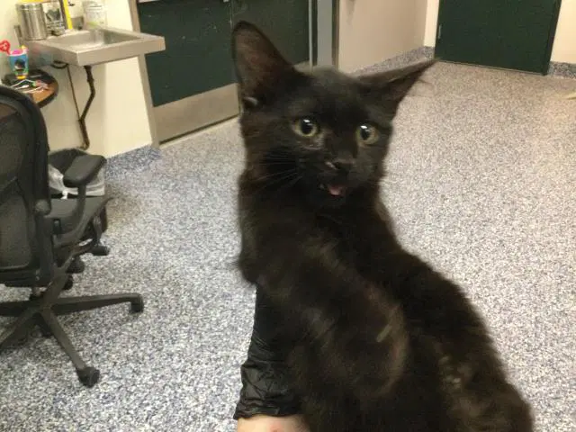 Cosmo - Domestic Short Hair