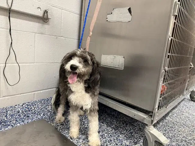 Star - Poodle (Miniature)