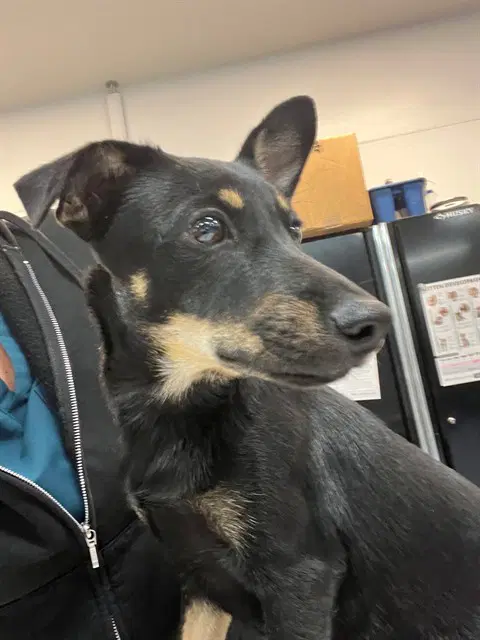 Tracie - Dachshund