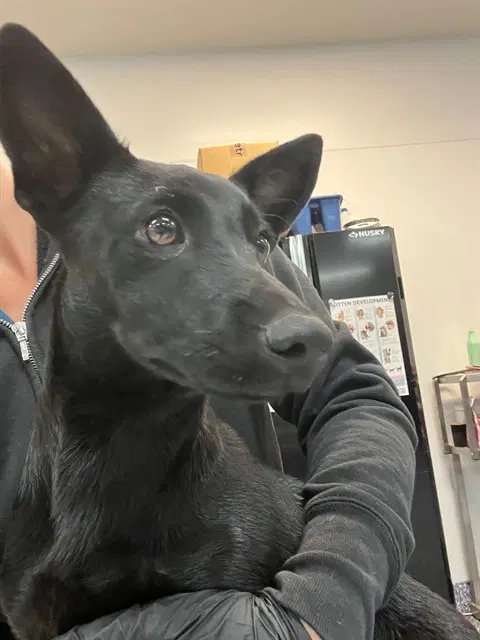 Lacie - Dachshund