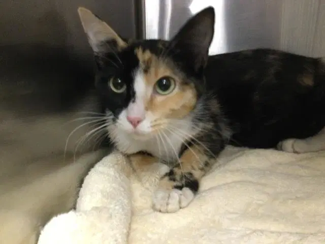 Pebbles - Domestic Short Hair
