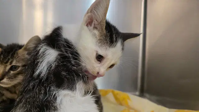 Unknown - Domestic Short Hair