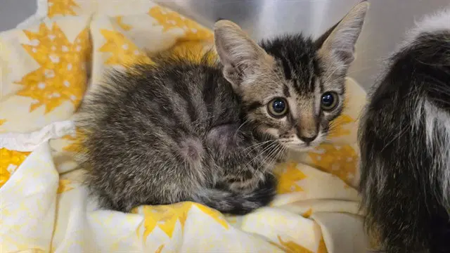 Unknown - Domestic Short Hair