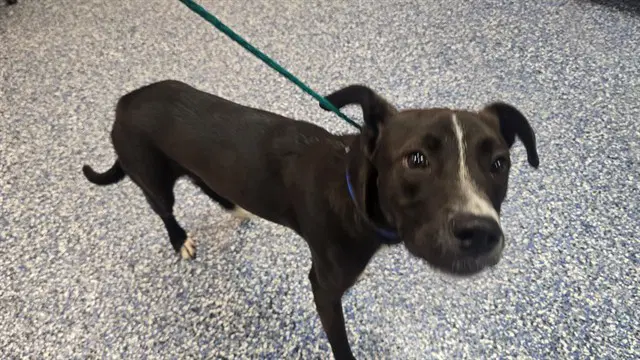 Freddy - Pit Bull Terrier