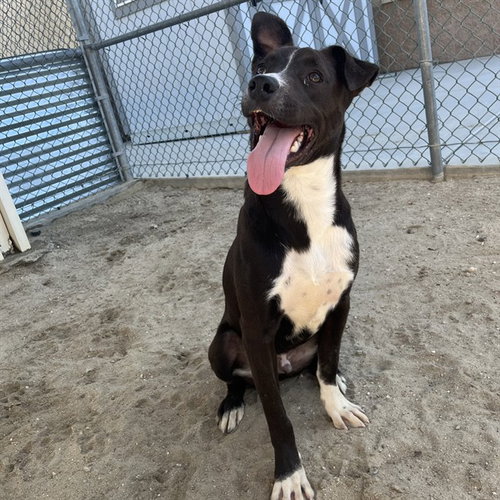 FREDDY, a dog for adoption from Riverside County Animal Control - Coachella Shelter