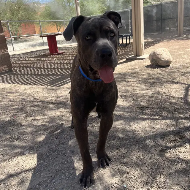 Bebesito - Pit Bull Terrier