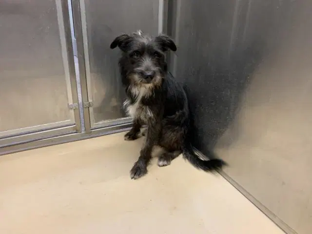 Unknown - Terrier