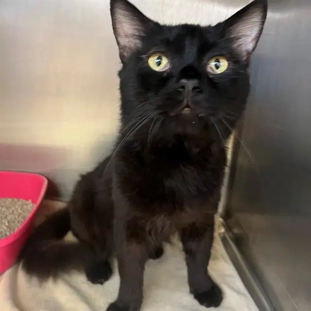 Hoot - Domestic Short Hair