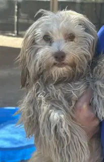 Candy - Poodle (Miniature)