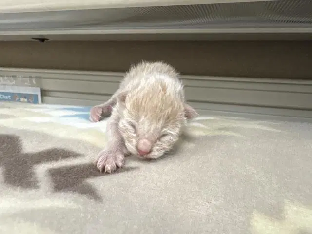 Unknown - Domestic Short Hair