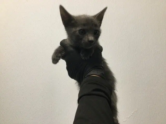 Unknown - Domestic Short Hair