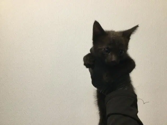 Unknown - Domestic Short Hair