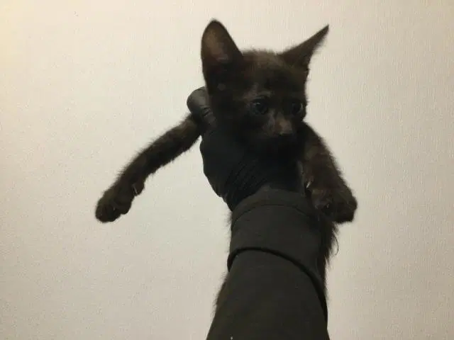 Unknown - Domestic Short Hair