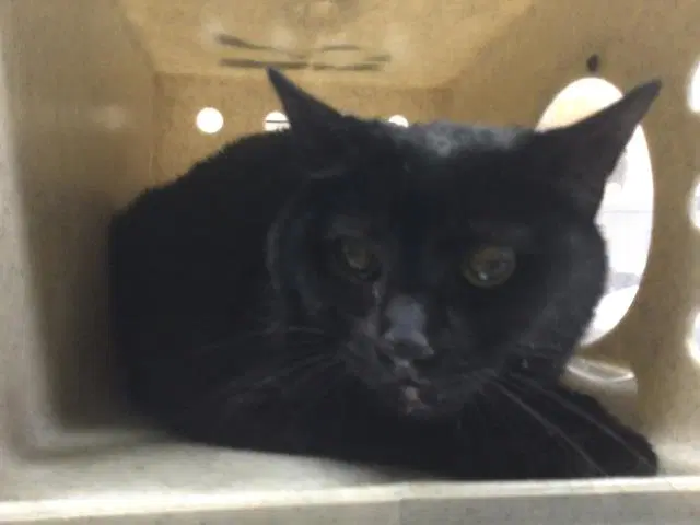 Jet - Domestic Short Hair
