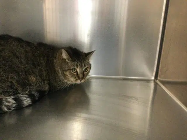 Snickers - Domestic Short Hair