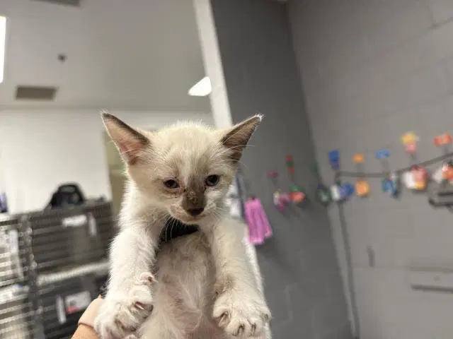 Unknown - Domestic Short Hair