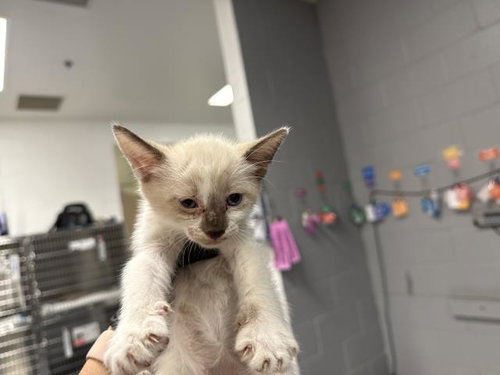 A1937525, a cat for adoption from Riverside County Animal Control - Coachella Shelter